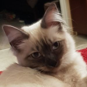 Meet your Posher, Sonya